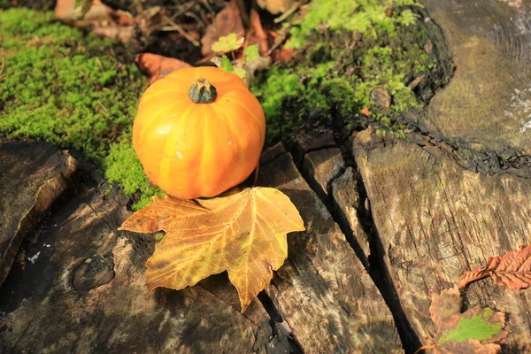 Pumpkin and maple leaf — Stock Photo, Image