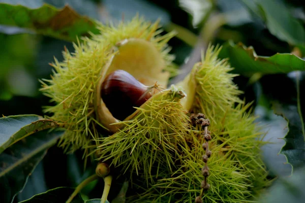 Sweet Chestnuts on a tree