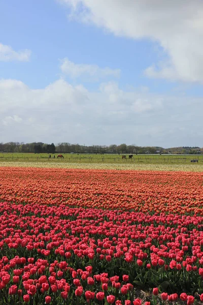 Tulips in a field — Stock Photo, Image