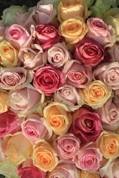 Roses pastel — Photo