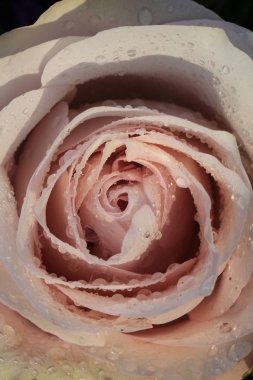 Büyük soluk mor gülü