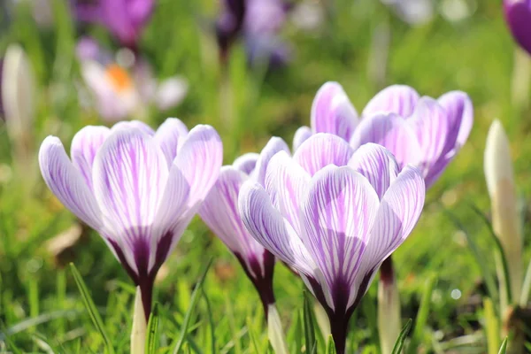 Crocuses on a field — Stock Photo, Image