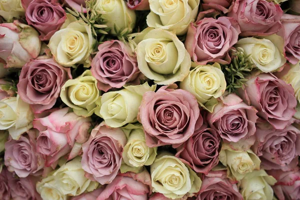 Змішані фіолетові та білі троянди — стокове фото