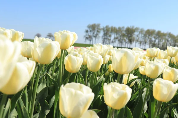 Tulipány v poli — Stock fotografie