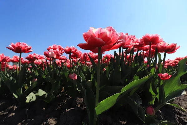 Tulpen in een veld — Stockfoto