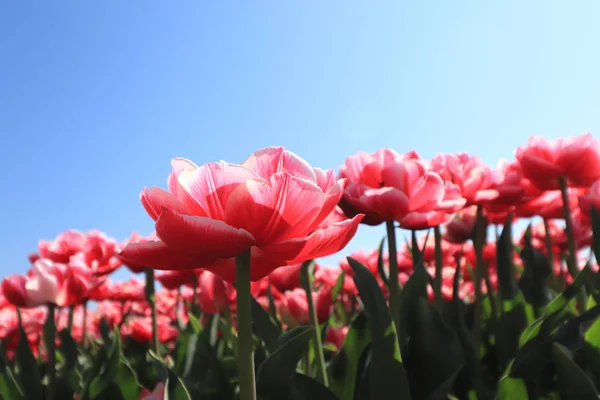 Tulipes dans un champ — Photo