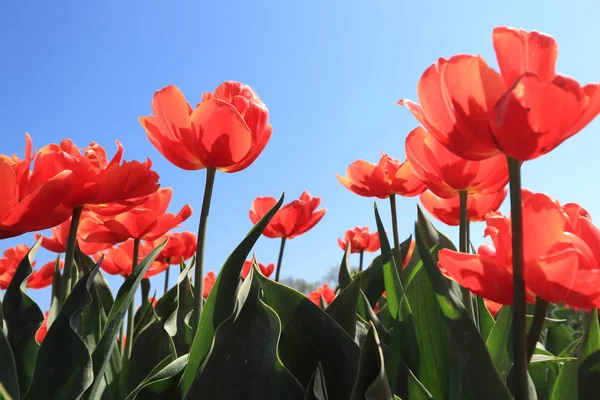 Tulipes dans un champ — Photo
