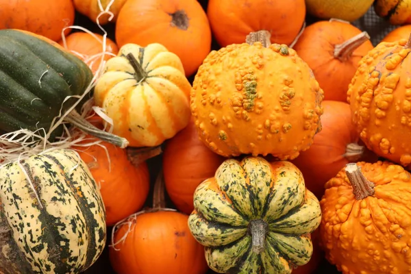 Herbstlich dekorierte Kürbisse — Stockfoto