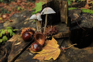 Sonbahar sakin bir hayat