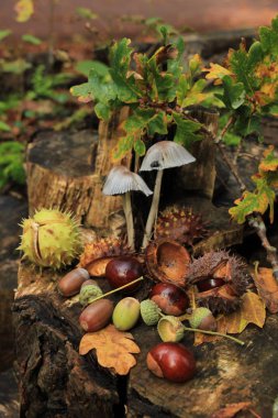 Sonbahar sakin bir hayat