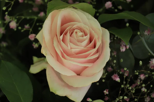 Rosa bröllop rosor — Stockfoto