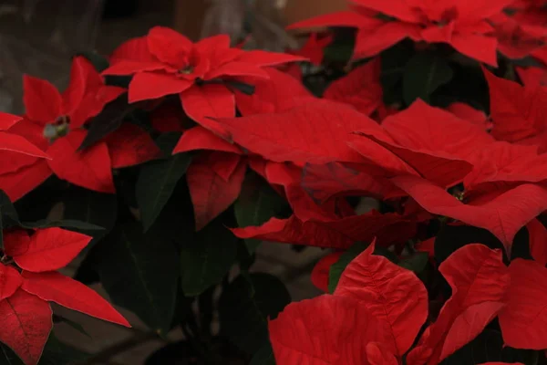 Grupo de poinsettia roja — Foto de Stock