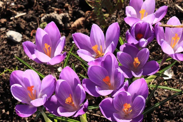 Blommande lila krokusar — Stockfoto