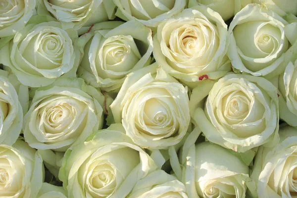 Duża Grupa Białych Róż Część Dekoracji Ślubnych — Zdjęcie stockowe