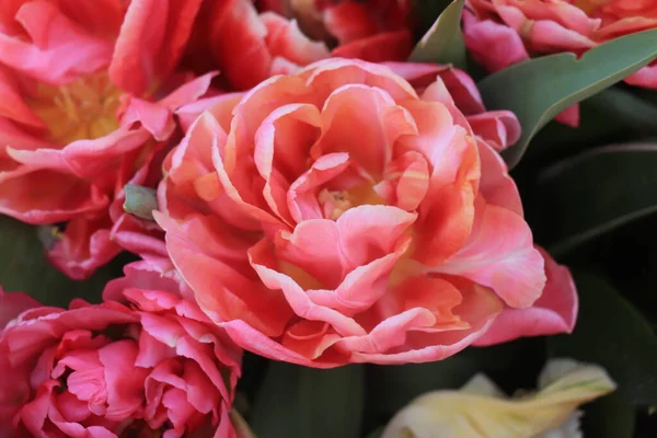 Kleurrijk Voorjaarsboeket Met Verschillende Soorten Tulpen Verschillende Felle Kleuren — Stockfoto