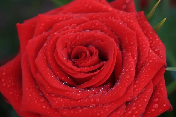 Grande Rosa Rossa Bagnata Dopo Una Doccia Pioggia — Foto Stock