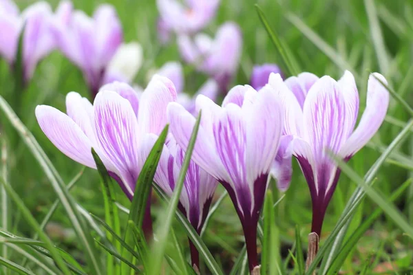Group Purple White Crocuses Grass — Stock Photo, Image