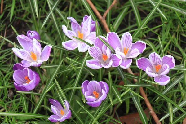 Skupina Purpurově Bílých Krokusy Trávě — Stock fotografie