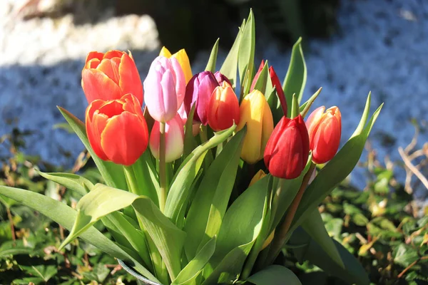 代表春天色彩的郁金香花束 — 图库照片