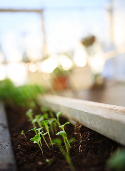 Young Seedlings Close Bed Greenhouse Lit Sunlight — Stock Photo, Image