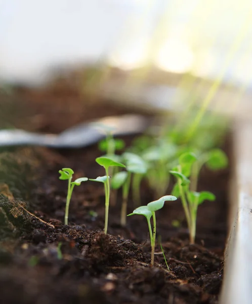 Young Seedlings Close Bed Greenhouse Lit Sunlight Stock Image