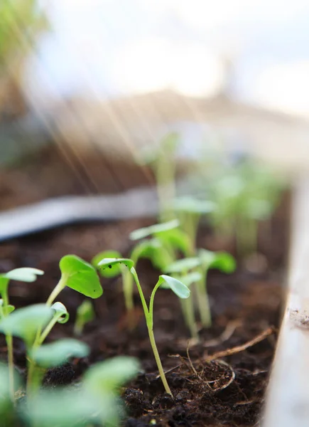 Young Seedlings Close Bed Greenhouse Lit Sunlight Stock Image