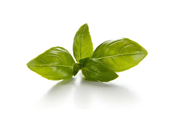 Fresh Green Basil Leaves Isolated White Background — Stock Photo, Image