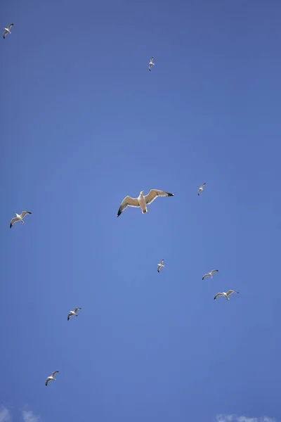 Красивые Морские Котики Летящие Голубом Небе — стоковое фото