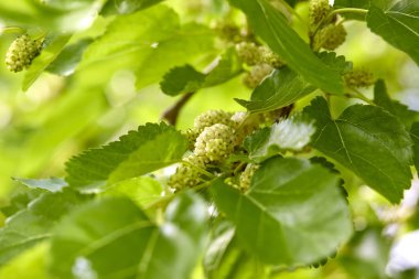 Park ağaç dalları güneşli gün bahar