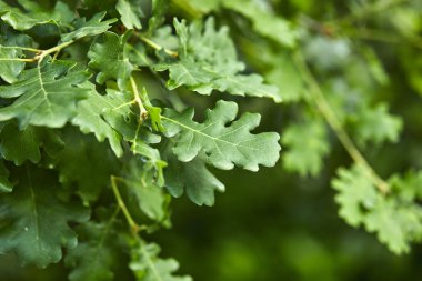 güneşli bir gün Park meşe ağacı