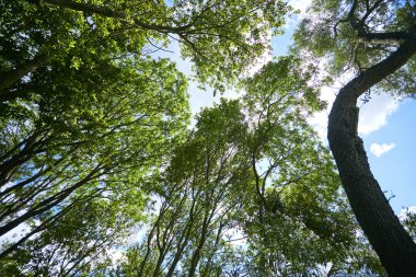 Bahar ağaçları güneşli gün Park