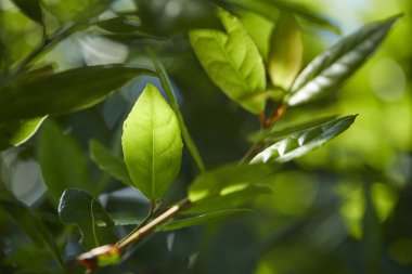 defne ağacı Körfezi ile yaprakları, yakın çekim 