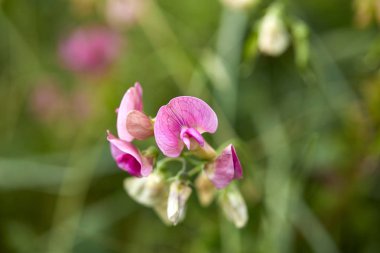 tatlı bezelyem çiçek yeşil çayır, yakın çekim