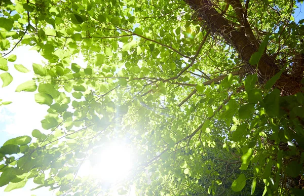 Jarní Větve Stromu Parku Slunečný Den — Stock fotografie