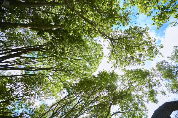 Árvores Primavera Parque Dia Ensolarado — Fotografia de Stock