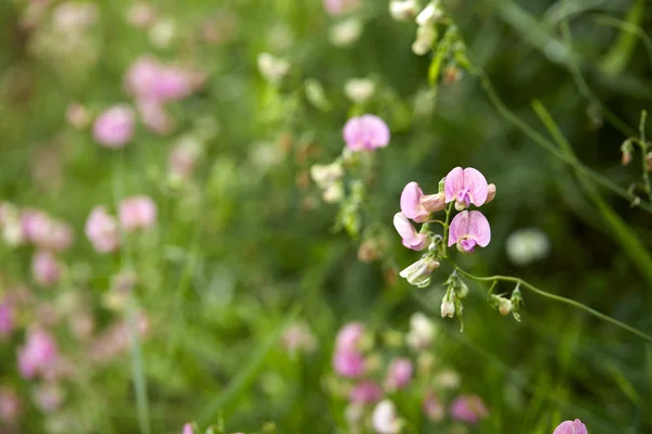 Sweet Pea Flowers Green Meadow Close — Stock Photo, Image