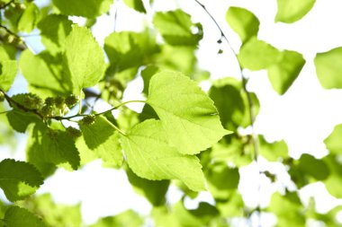 bahar ağaç dalı Park yeşil yaprakları ile