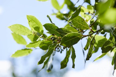 defne ağacı mavi gökyüzü arka plan üzerine defne yaprağı ile 
