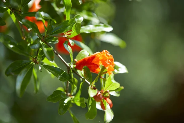 Beautiful Bright Pomegranate Flowers Nature — Stock Photo, Image