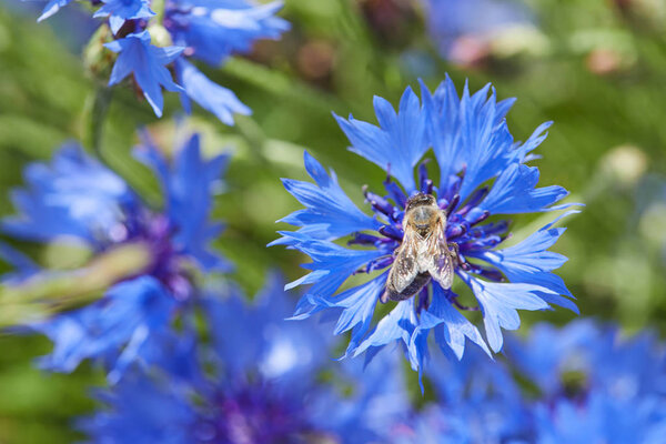 красивые голубые цветы кукурузы, крупным планом
   