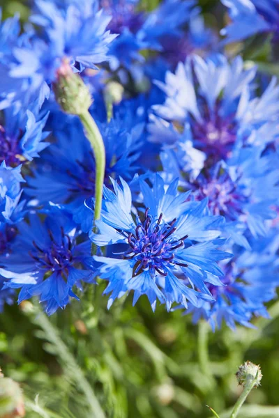 Beautiful Blue Flowers Cornflowers Close — Stock Photo, Image