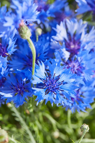 Hermosas Flores Azules Acianos Primer Plano —  Fotos de Stock