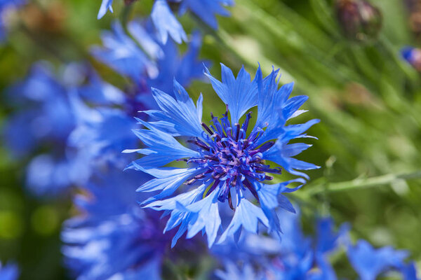 красивые голубые цветы кукурузы, крупным планом
   