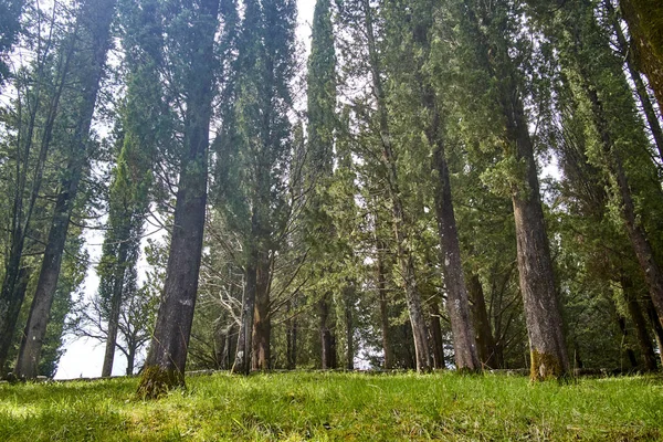 tall trees in forest at sunny day