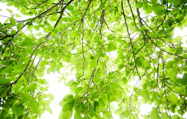 Park yeşil yaprakları ile bahar ağacı dalları