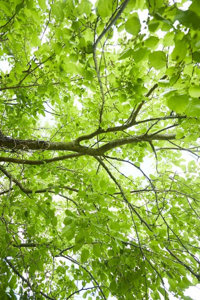 Park yeşil yaprakları ile bahar ağacı dalları