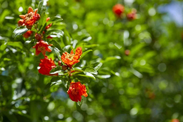 Schöne Helle Granatapfelblüten Der Natur — Stockfoto