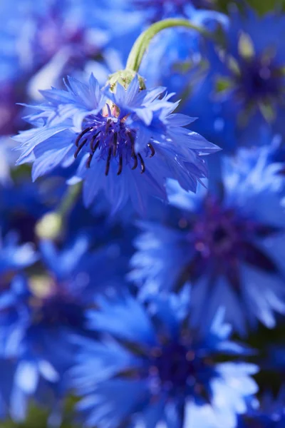 Beautiful Blue Flowers Cornflowers Close — Stock Photo, Image