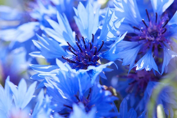 Krásné Modré Květy Chrpy Detail — Stock fotografie