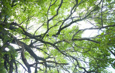 güneşli gün ağaç bahar dalları 